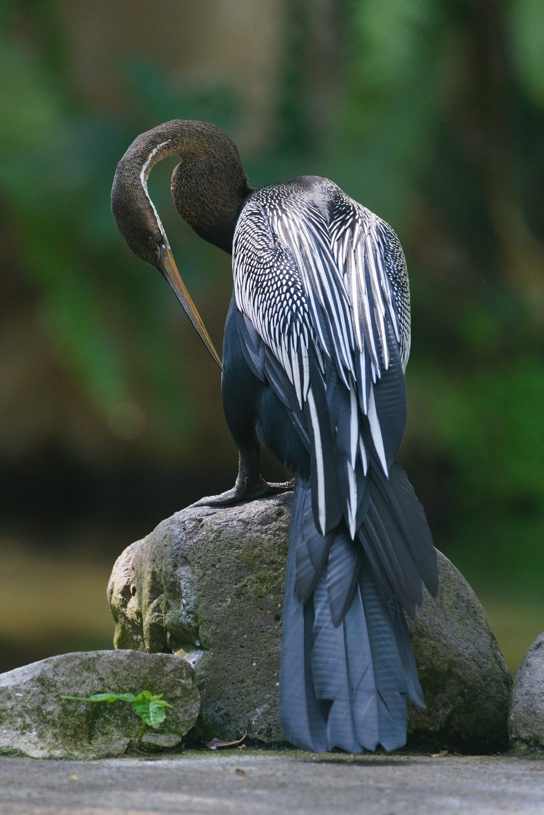 Птица-змеешейка в Bali Bird Park