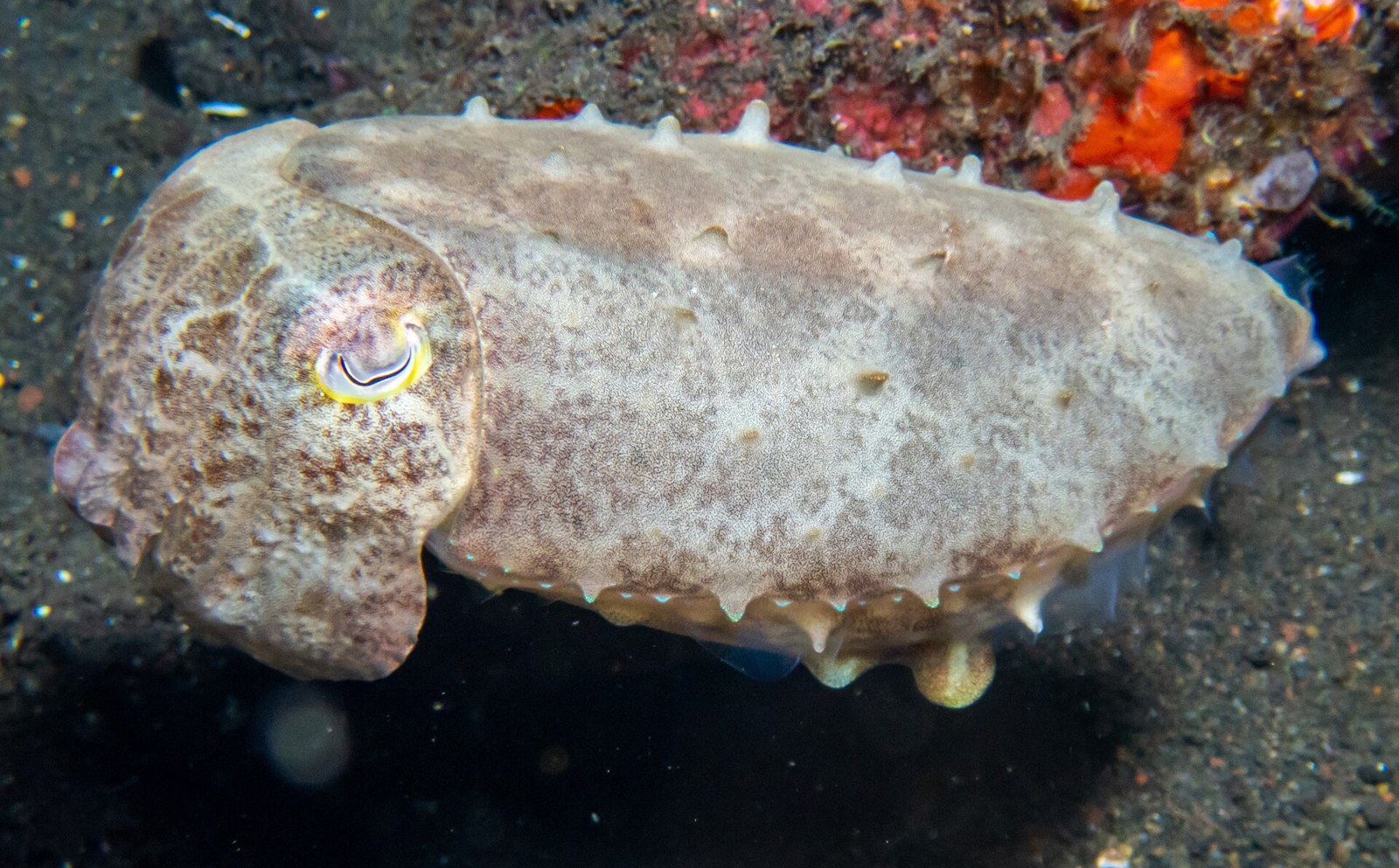 Каракатица на дайв-сайте Coral Garden в Туламбене