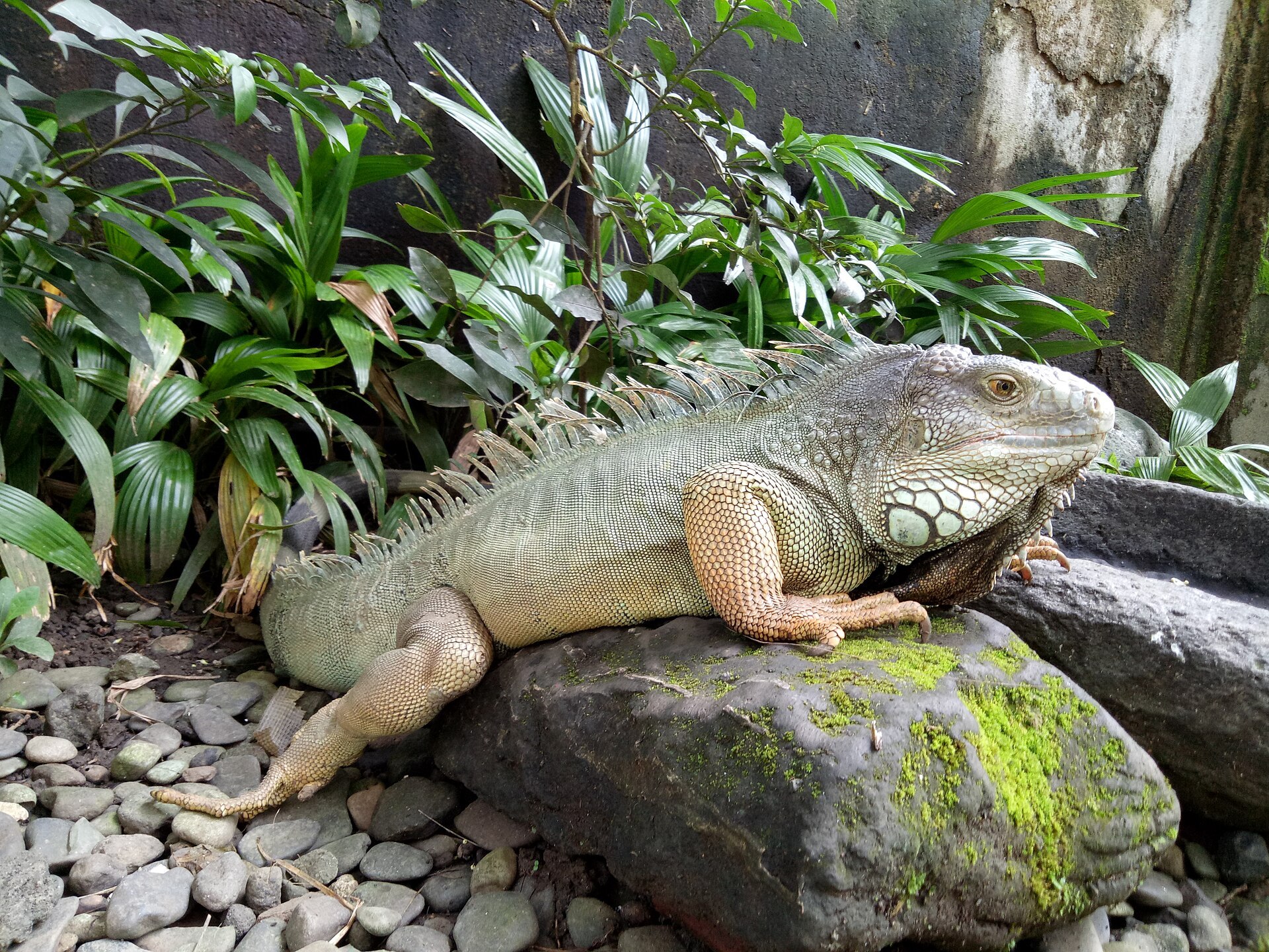 Игуана в Bali Reptile Park возле Убуда