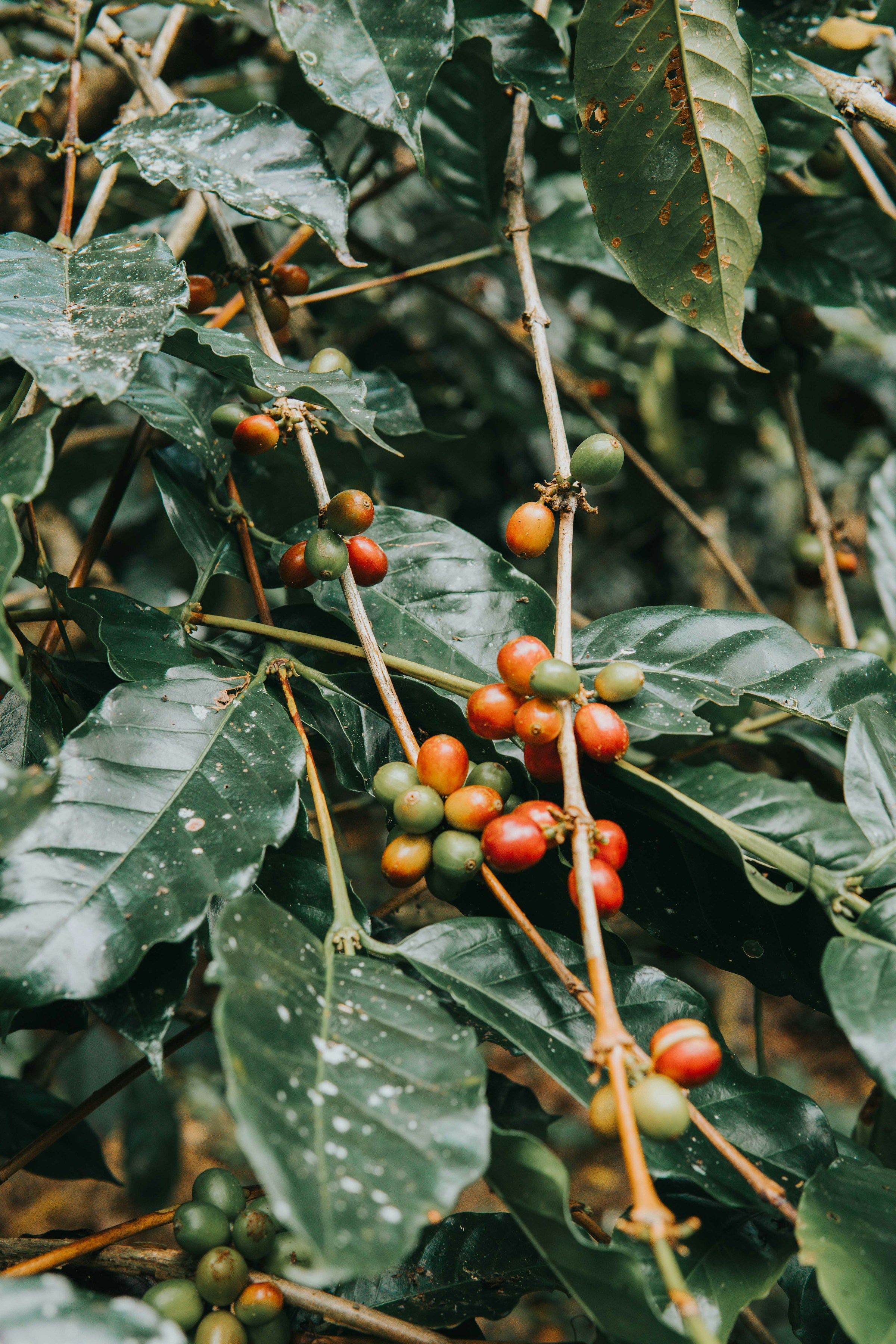 Кофейные ягоды на ветке в Bali Beans