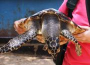 экскурсии Бали, остров черепах, что посмотреть