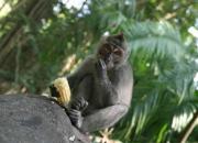 Лес обезьян в Убуде: где находится, часы работы, отзывы