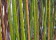 Поющее дерево - бамбук