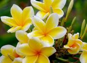 Цветок Франжипани, символ острова богов