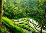 Tegallalang – рисовые террасы на Бали